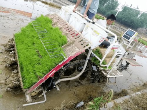 水稻机械插秧同步侧深施肥 技术革新引领节肥省工新篇章